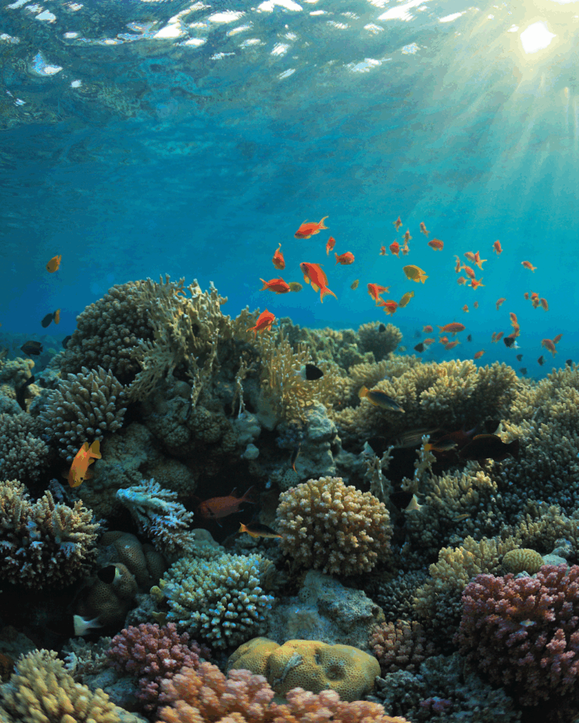 Coral Reef Underwater – Vibrant Marine Ecosystem - Seaflora Skincare The coral reef that chemical sunscreen is damaging.
