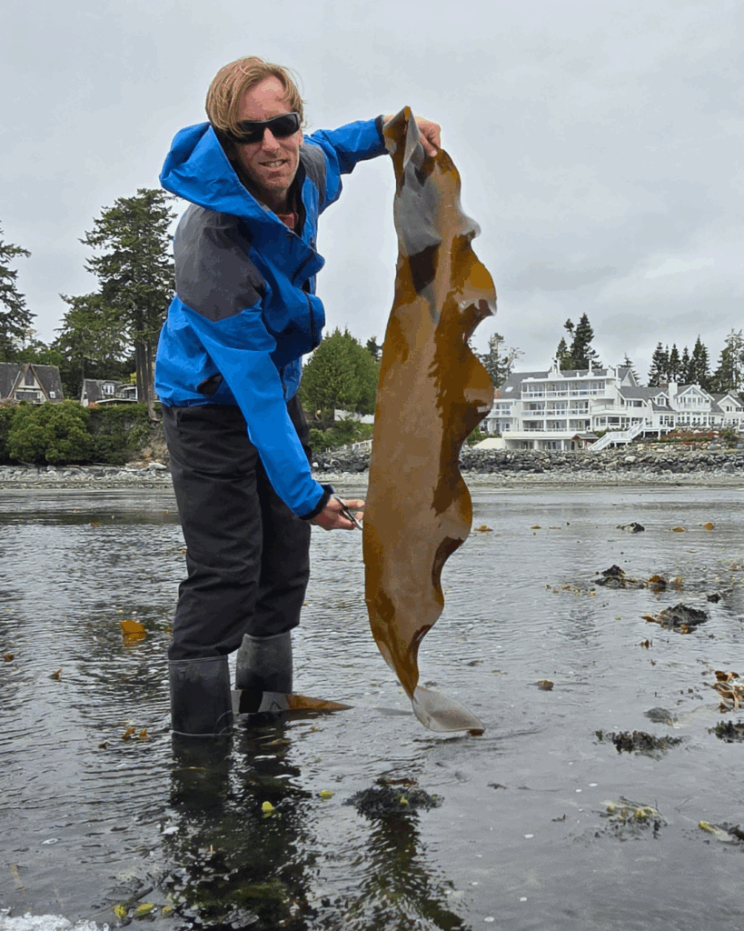Adam Hand Harvesting Seaweed in Sooke, BC – Seaflora Skincare CEO - Seaflora Skincare Adam our CEO, hand harvesting Seaweed locally in Sooke BC.