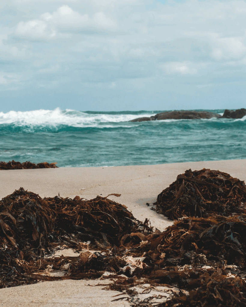 Piles of Seaweed washed up on a beach.