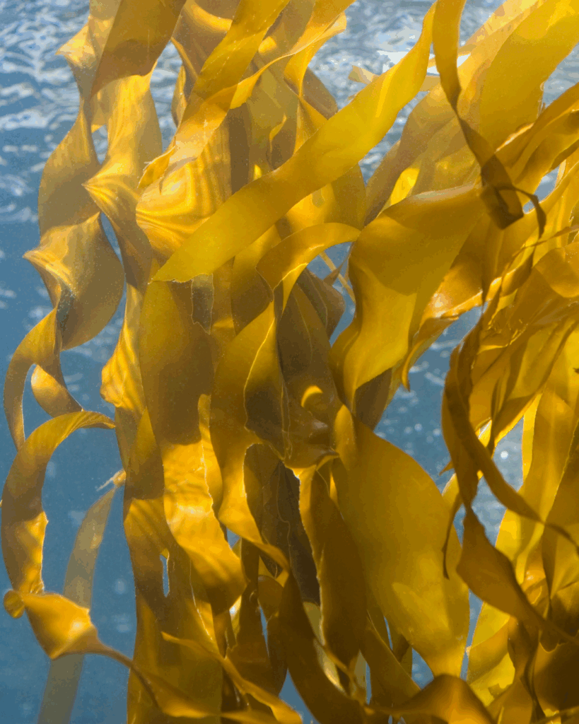 Underwater photograph of vibrant kelp swaying in clear ocean water, illuminated by sunlight streaming through the surface. The long, flowing kelp fronds create a sense of movement and depth, highlighting the natural beauty and mineral-rich source of Seaflora’s skincare ingredients.