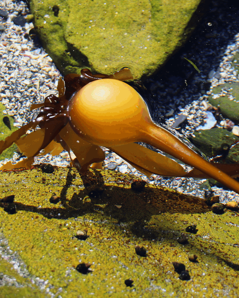Bull Kelp is at its peak in Autumn.