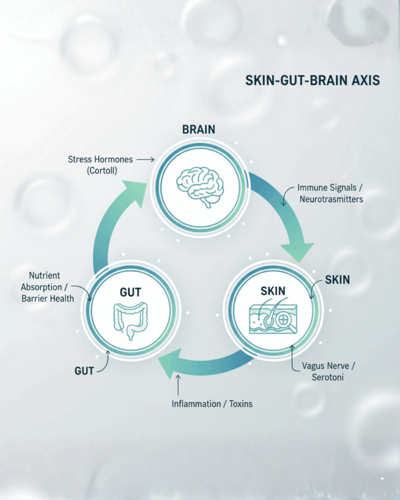 Skin-Gut-Brain-Axis-Infographic-Connection - Seaflora Skincare Infographic showing the interconnected Skin-Gut-Brain Axis with arrows for communication pathways.