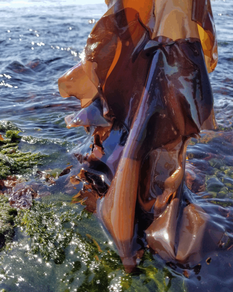 Iridaea Seaweed: Wild-Harvested Source of Marine Bio-Actives for Skincare - Seaflora Skincare Iridaea seaweed.