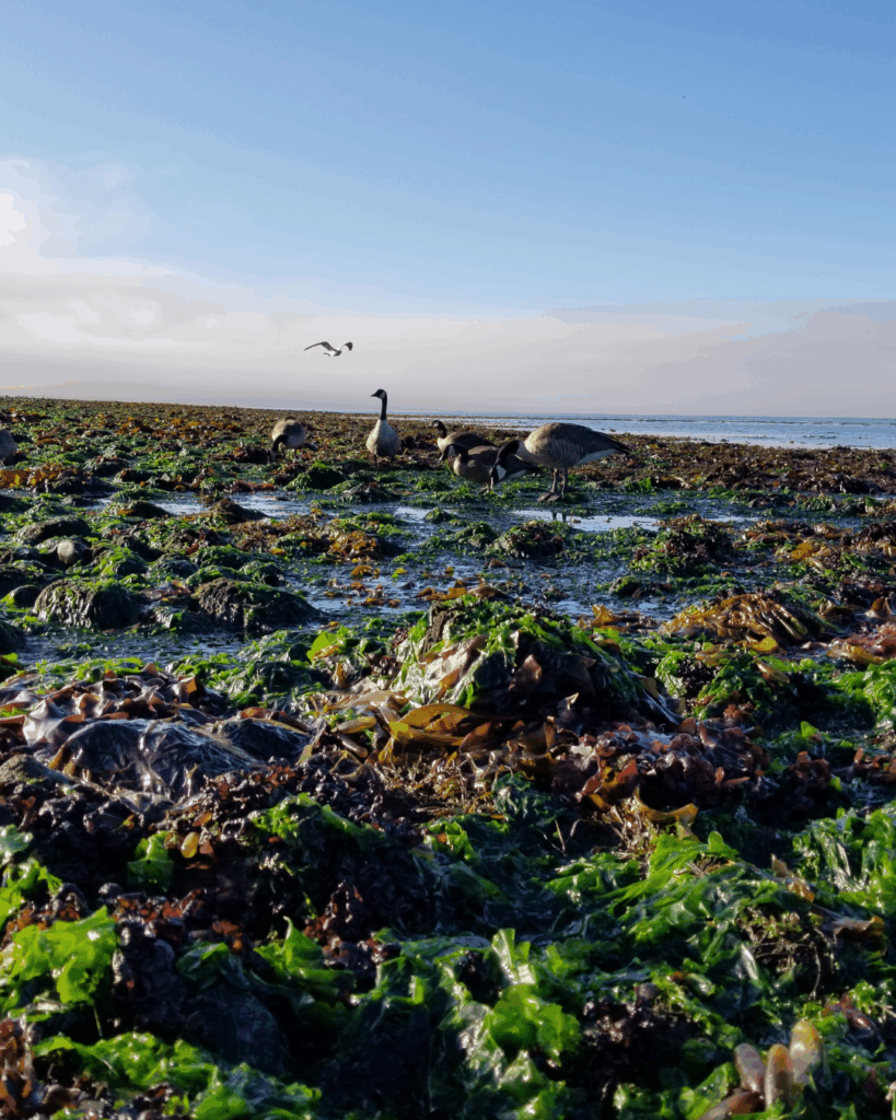 Low tide scene on West Coast Vancouver Island showing multiple species of red, brown, and green algae, with ocean, mountains, and two geese in the background.