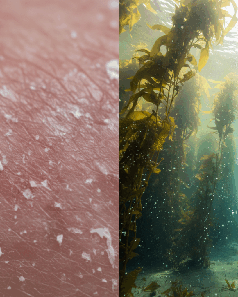 Split screen image contrasting irritated, red skin (acid damage) on the left with a lush, green kelp forest (algae healing) on the right.