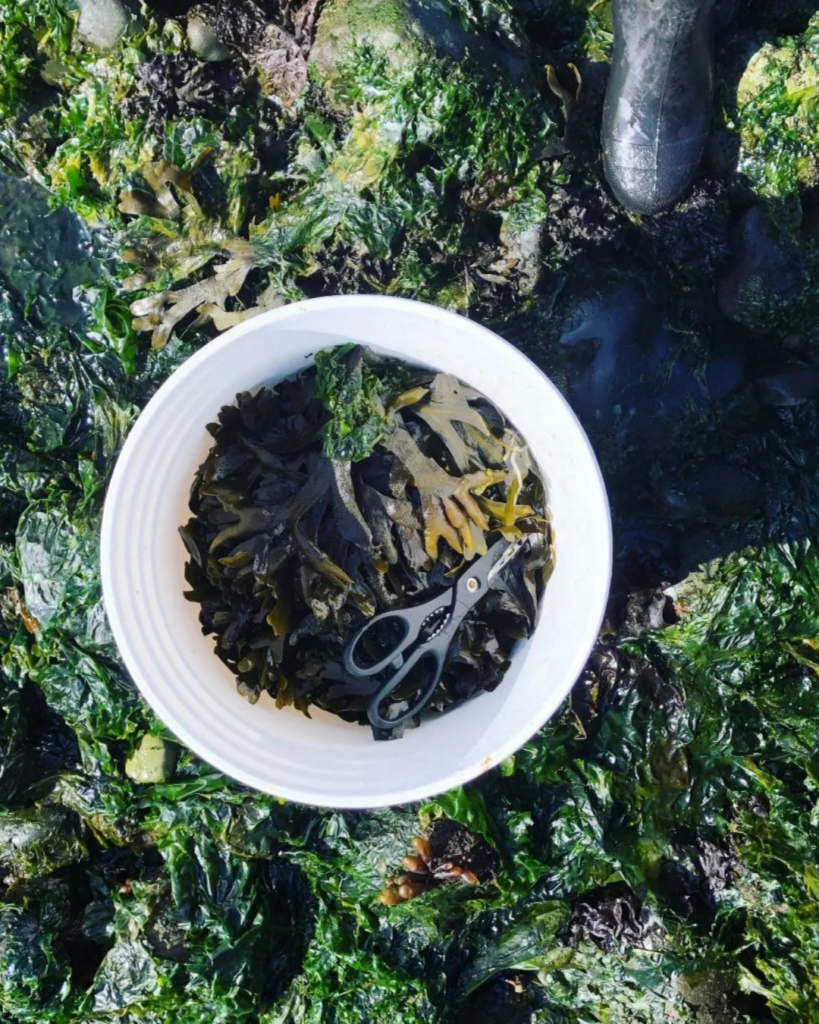 White bucket filled with freshly harvested dark seaweed and trimming scissors resting on mossy green rocks.