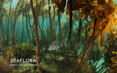 Seaweed Skincare: The Truth About Hand Harvesting