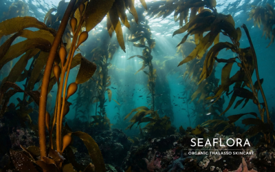 Sunbeams piercing through a dense underwater forest of golden bull kelp in the deep ocean.