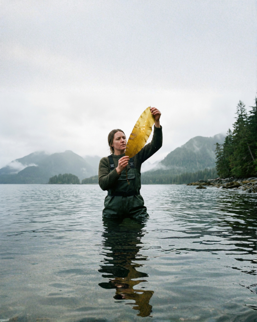 A lady hand harvesting Seaweed.