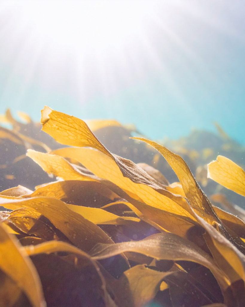 Translucent golden kelp fronds reaching towards sunlight filtering through clear turquoise ocean water.