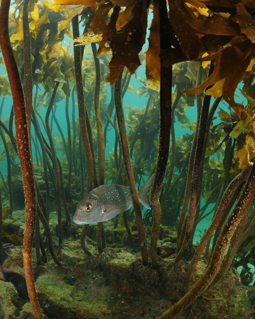 Seaweed creating their holdfast on a rock.