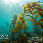 Sunlight streaming through a pristine underwater forest of giant bull kelp in the Pacific Ocean.