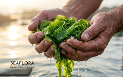 Close-up of weathered hands cupping a fresh, dripping bunch of vibrant green Sea Lettuce (Ulva lactuca) against a soft-focus ocean sunset.