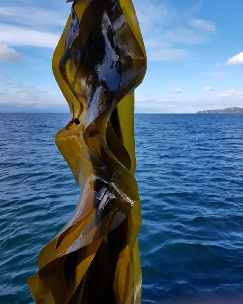Seaweed